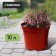 Pot for seedlings, 10 l, d = 29 cm, h = 22.5 cm, terracotta, Greengo