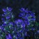 Set of artificial plants for aquarium (2 pcs), 10 cm