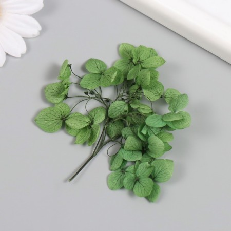 Sukhotzet "hydrangea" green h = 6-6.5 cm-1