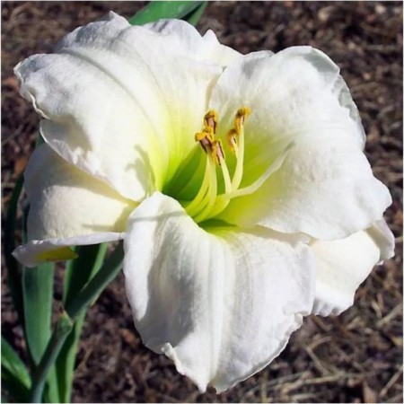 Lilenik Hybridl Sheferd, pot C2, 1 pc, summer 2024