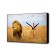 Carty watch wall-mounted "king of animals", smooth move, 57 x 35 x 4 cm
