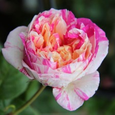 Seedling rose 