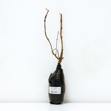 Edible honeysuckle (series Northern Garden) "Three Friends", 1 pc, tube, spring 2024-2