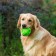The croaking ball for dogs is large, hard, 9.5 cm, green