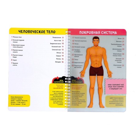 Book with transparent pages "My Body", 32 p.-2