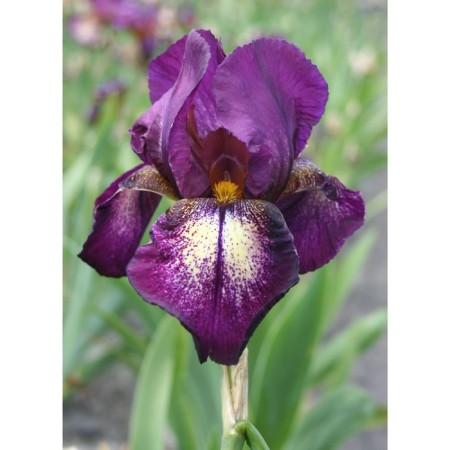 Iris bearded Ettenshn Pliz, rr I, 1 pc, spring 2025