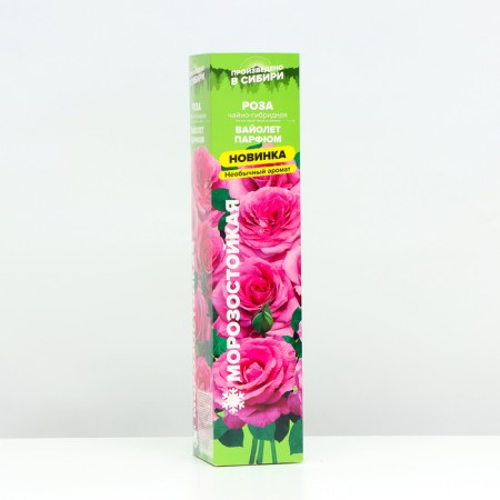 Seedling rose Tea-hybrid violet perfume, 1 pc, spring 2024-1