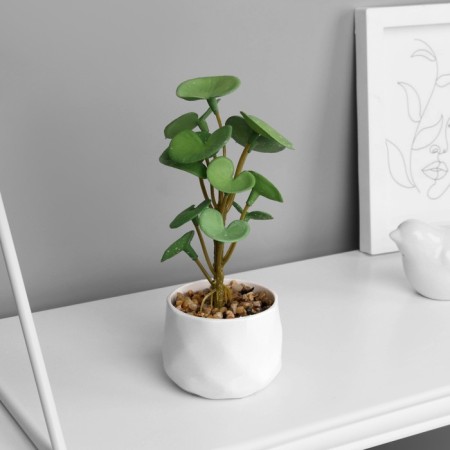 Bonsai in the pot "Peperomy of Lux" (soft sheet) 13x6 cm, mix-3