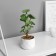 Bonsai in the pot "Peperomy of Lux" (soft sheet) 13x6 cm, mix