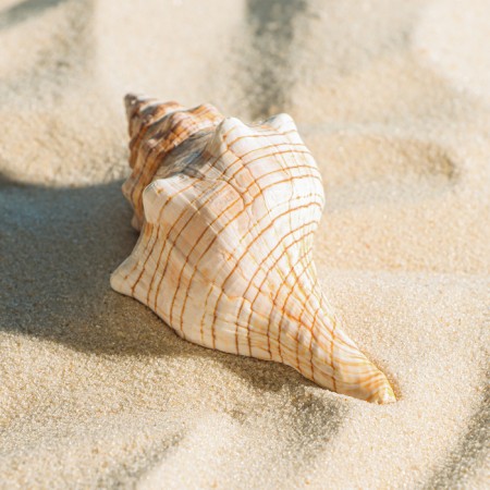 Decorative shell, 8-11 cm-1