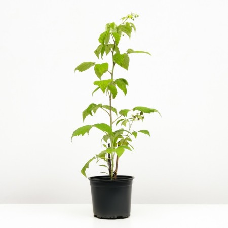 Raspberry hussar, c2 pot, n20-40 height, 1 pc, summer 2024-1