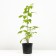 Raspberry hussar, c2 pot, n20-40 height, 1 pc, summer 2024