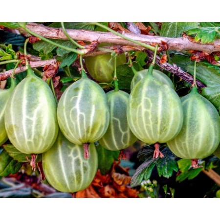 Gooseberry Uralsless, s2 pot, n20-40 height, 1 pc, summer 2024