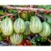 Gooseberry Uralsless, s2 pot, n20-40 height, 1 pc, summer 2024