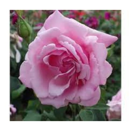 Savorza Rosa Tea-Hybride "Liberty", 1 pc, spring 2024