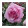 Savorza Rosa Tea-Hybride "Liberty", 1 pc, spring 2024