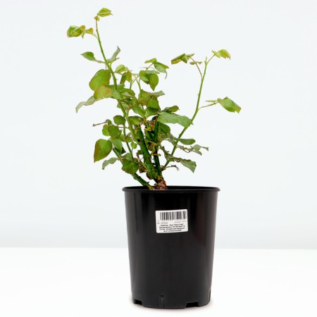 MEGA Star Rosa seedling, pot, summer 2024-1
