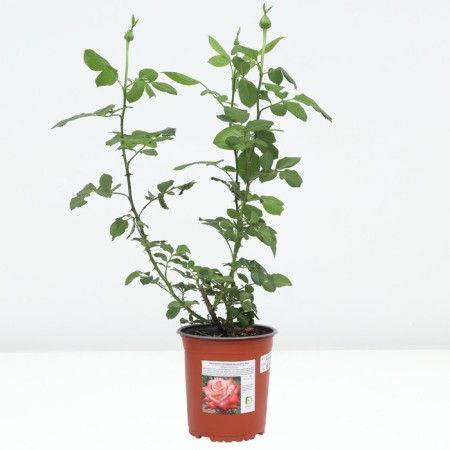 Rose Tea-Hibride Empress Farah, C3.5 pot, H25-45 Height, 1 pc, summer 2024-2