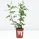 Rose Tea-Hibride Empress Farah, C3.5 pot, H25-45 Height, 1 pc, summer 2024