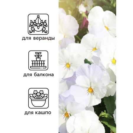 Viola seeds "White velvet", F1, 5 pcs.-2