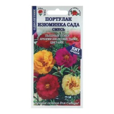 Flowers of Pedula 