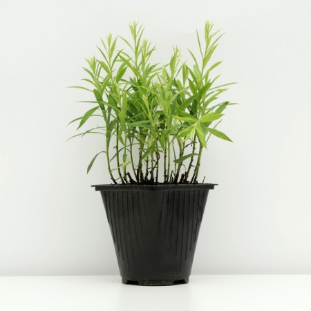 Zolotarnik (solidago) hybrid "Nana Novvet", pot C3, 1 pc, spring 2024-1