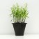 Zolotarnik (solidago) hybrid "Nana Novvet", pot C3, 1 pc, spring 2024