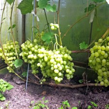Grapes seeder 