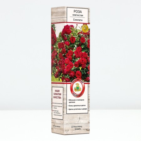 Seedling rose Plesy "Simpami", tube, 1 pc, spring 2025-1