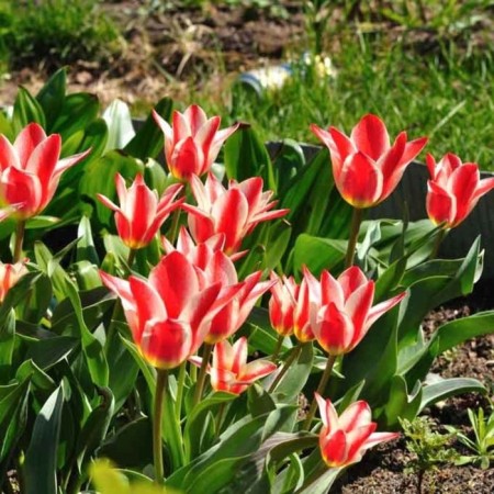 Tulip Graig Serano, 11/12 rr, 10 pcs, 25 h (cm), autumn 2024