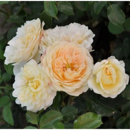 Seedling rose Floribunda "VAZ Lemon", tube, 1 pc, spring 2025