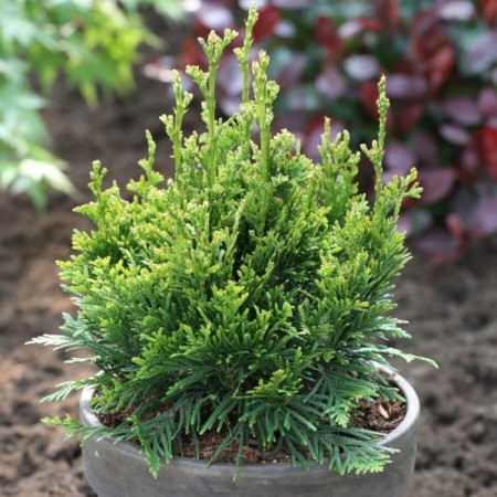 Fighty Tuya seedling "Can Can", P9 pot, summer 2024