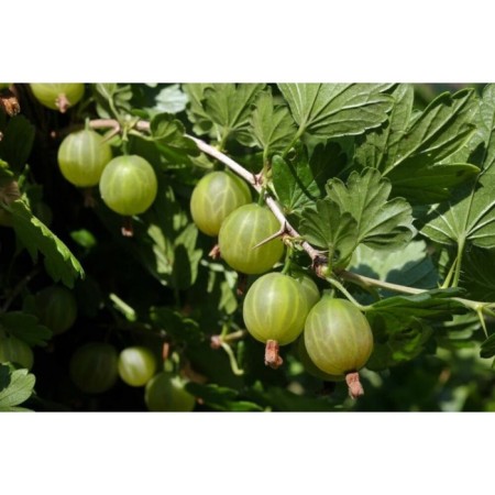 Gooseberry Ural emerald, C5 pot, 1 pc, summer 2024