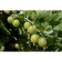 Gooseberry Ural emerald, C5 pot, 1 pc, summer 2024