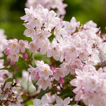 Sahenian Acts Purple "Kalmiiflora", P9 pot, summer 2024