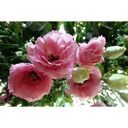 Eustoma flower seeds Rosie F1 lilac large -flowered terry, 5 pcs