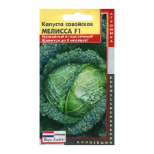 Savoy cabbage 