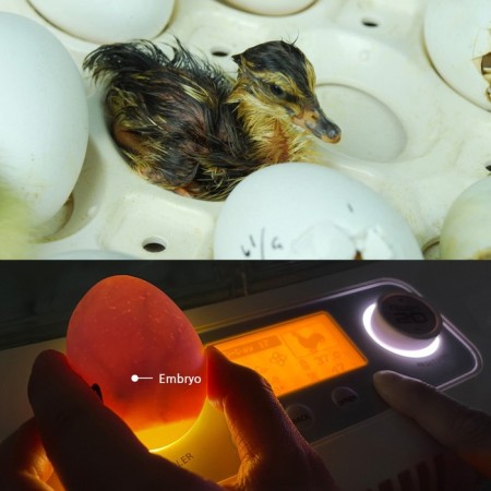Incubator, 50 eggs, automatic coup, 120 V, with ovoscope, rcom-5