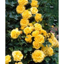 Seedling rose Pleso 
