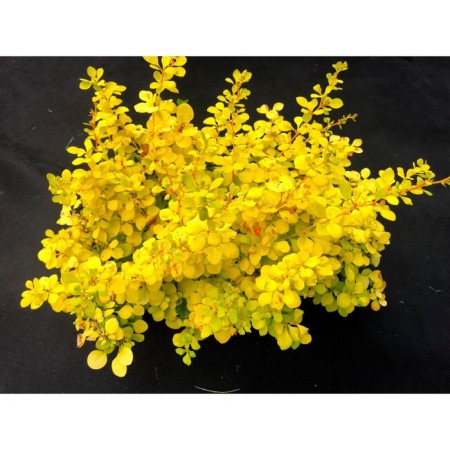 Barberry Tunberg Aurea, C2 pot, H10-50 height, 1 pc, summer 2024