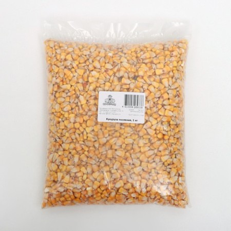 Corn seed seeds, 1 kg
