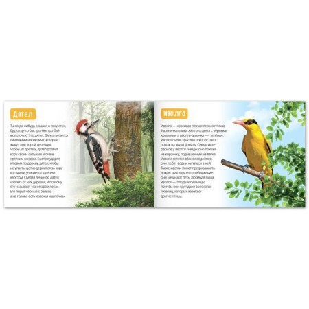 Teaching books Set "Amazing World" 6 pcs. 20 p.-5