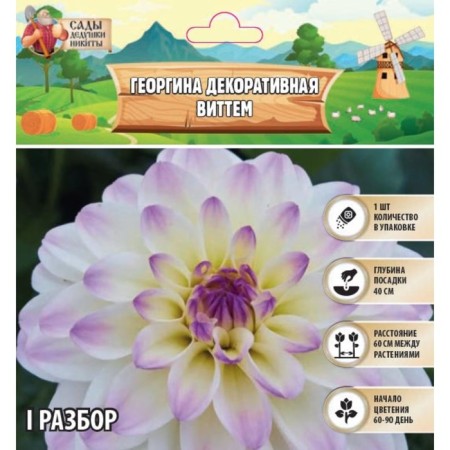 Georgina decorative "Wittem", rr I, 1 pc, spring 2024