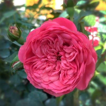 Seedling rose "Pink Piano", tube, spring 2025