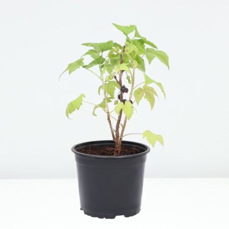 Currant Black Sanyuta, pot C2, 1 pc, summer 2024-1