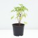 Currant Black Sanyuta, pot C2, 1 pc, summer 2024