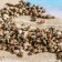 Set of shells Umbonium Vesterium, 100 g