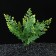 The plant is artificial aquarium, up to 13 cm