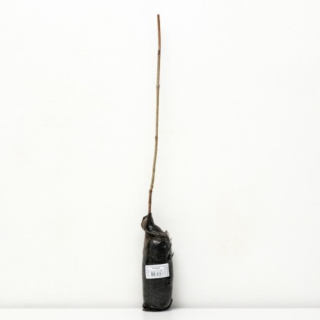 Gallers ordinary "Rosaum", 1 pc, tube, spring 2025-1