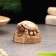 Souvenir "Turtle with money", gypsum concrete, 4 cm, 5x6x3.5 cm